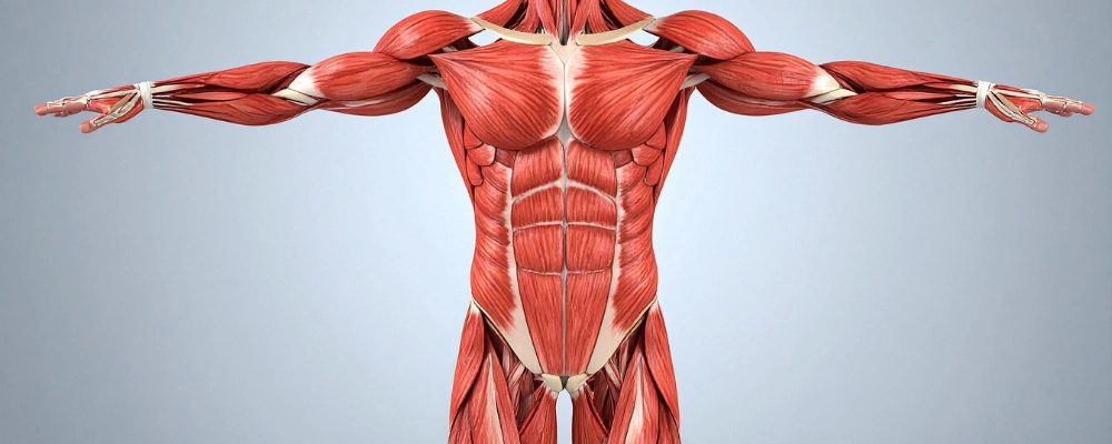 Grupos Musculares Mais Ativados